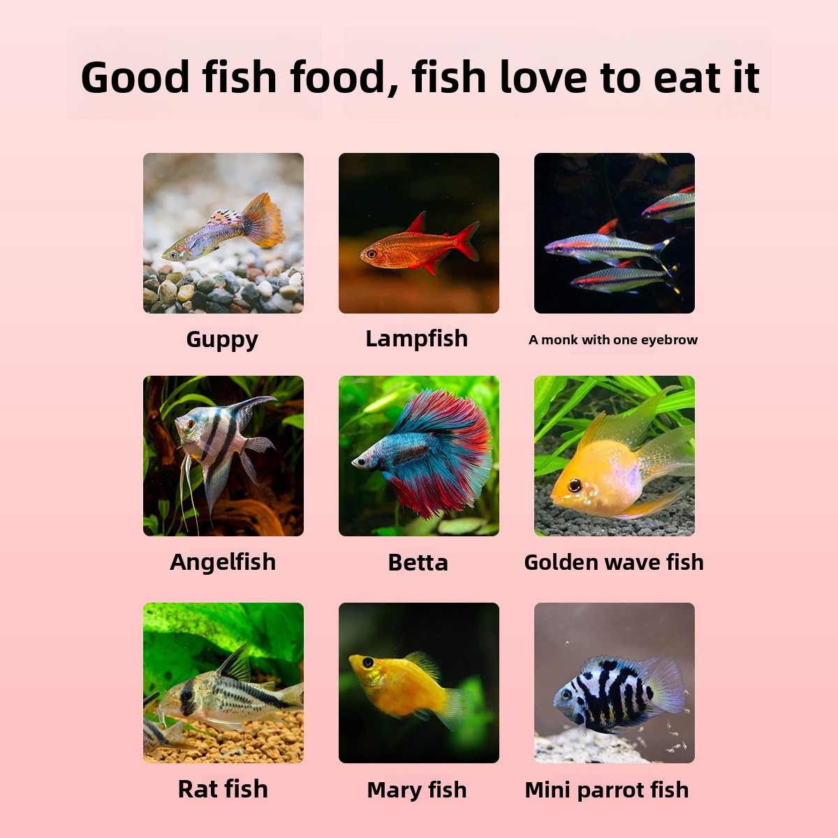 DINGZU Tropical Nano Fish Food - Baby Food With Protein review and price